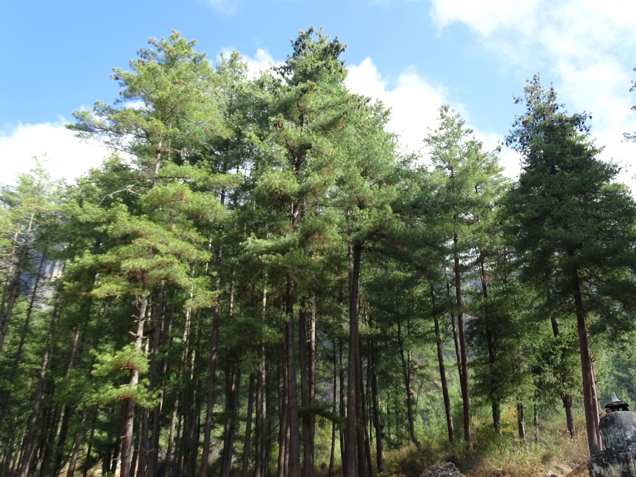 Paro Valley, Bhutan