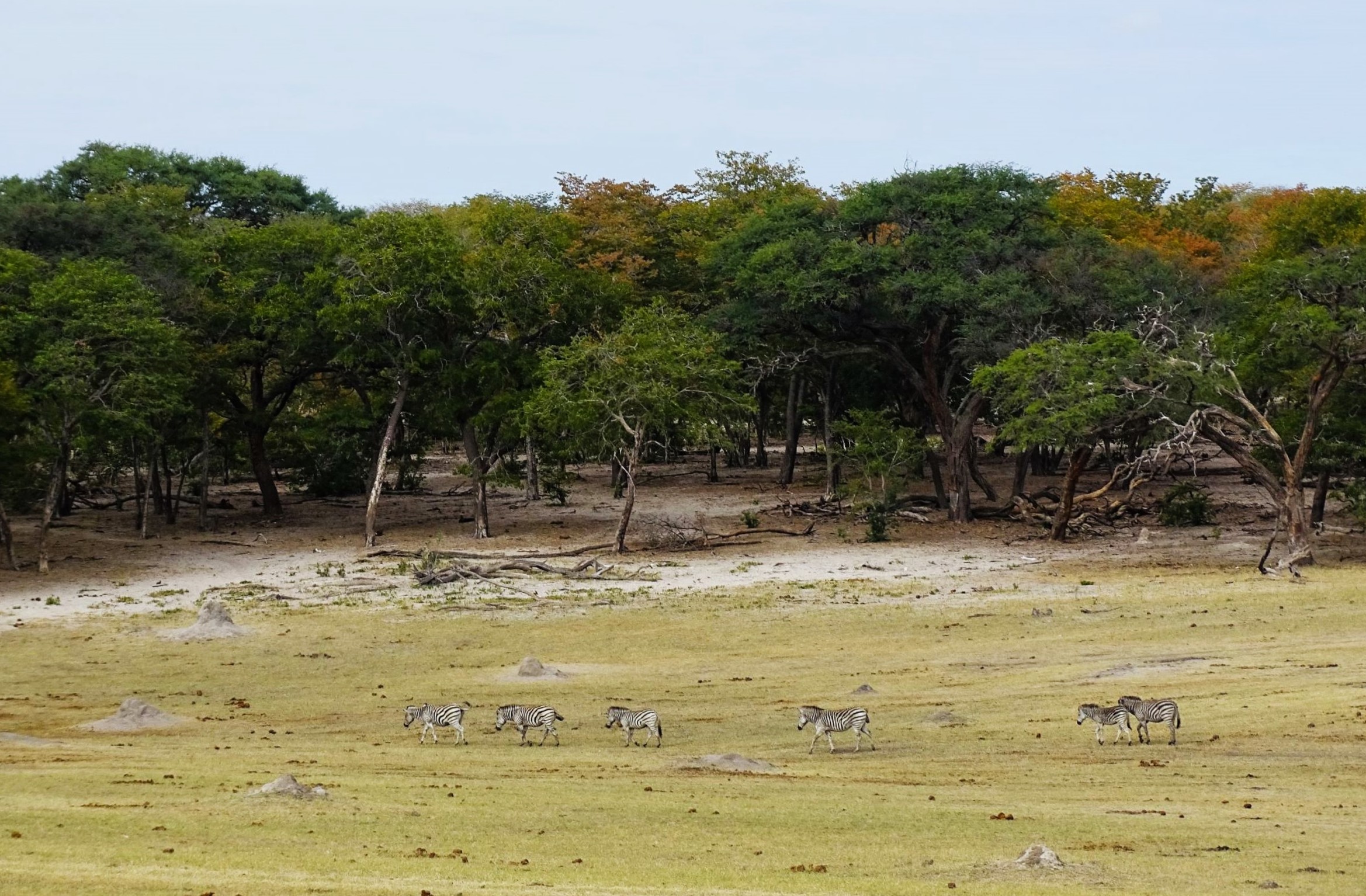 Plains Zebra, Hwange National Park, Zimbabwe
