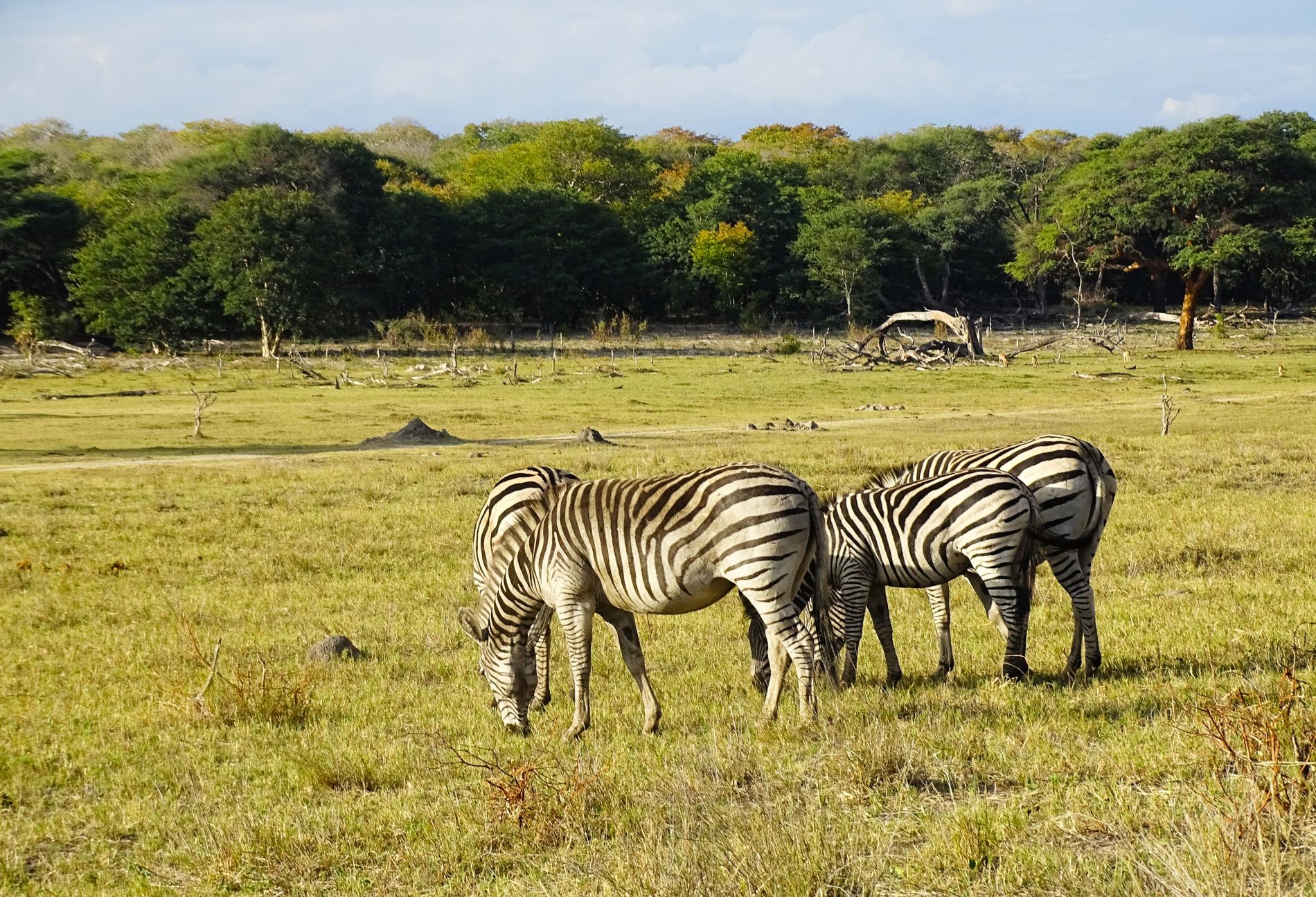 Plains Zebra, Hwange National Park, Zimbabwe