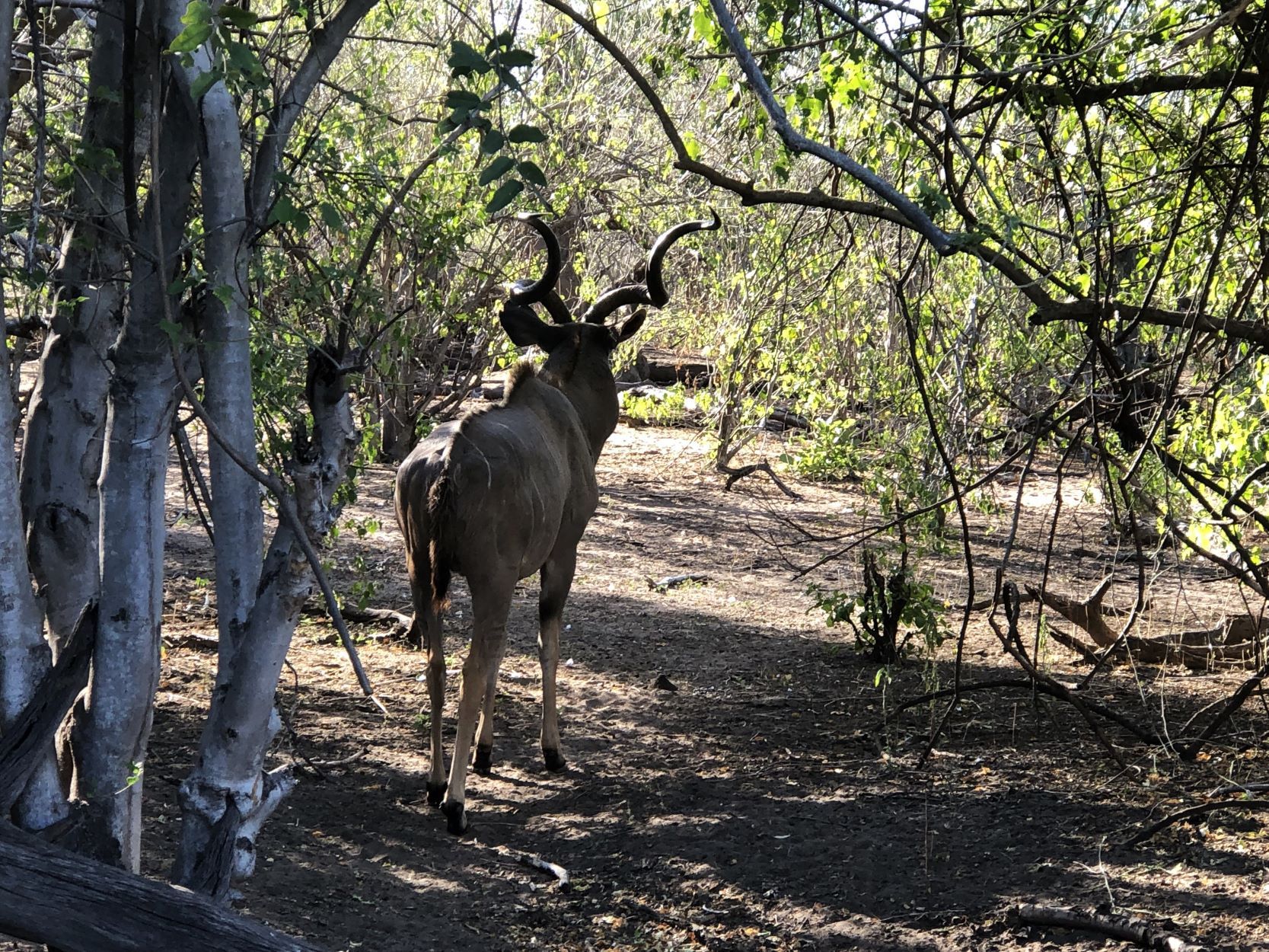 Kudu, Hwange National Park