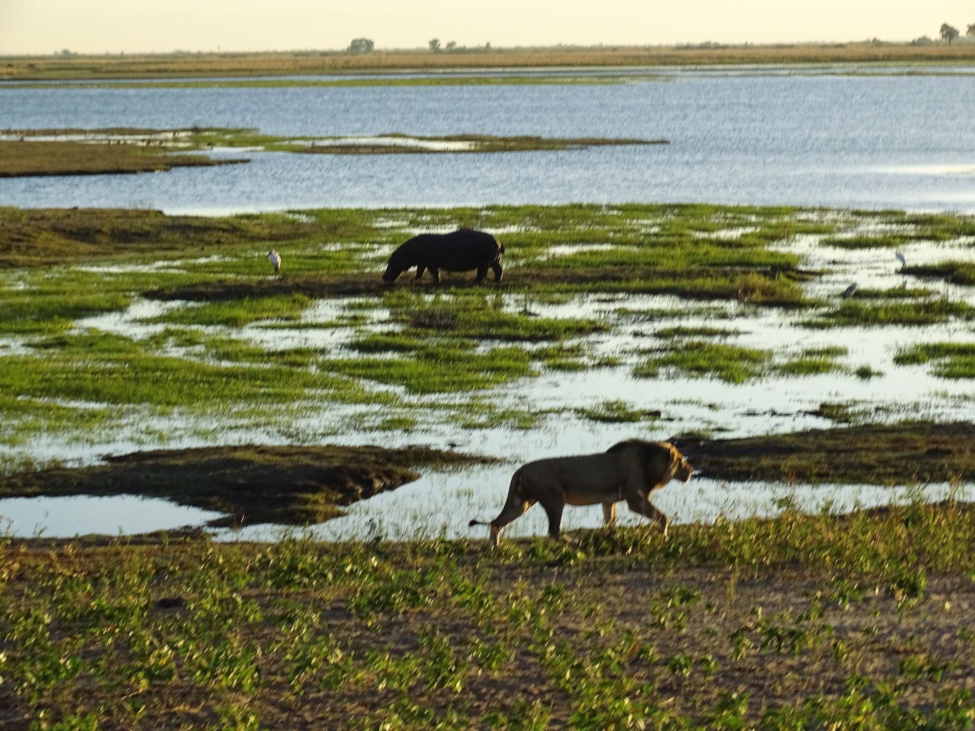 Chobe National Park, Botswana 