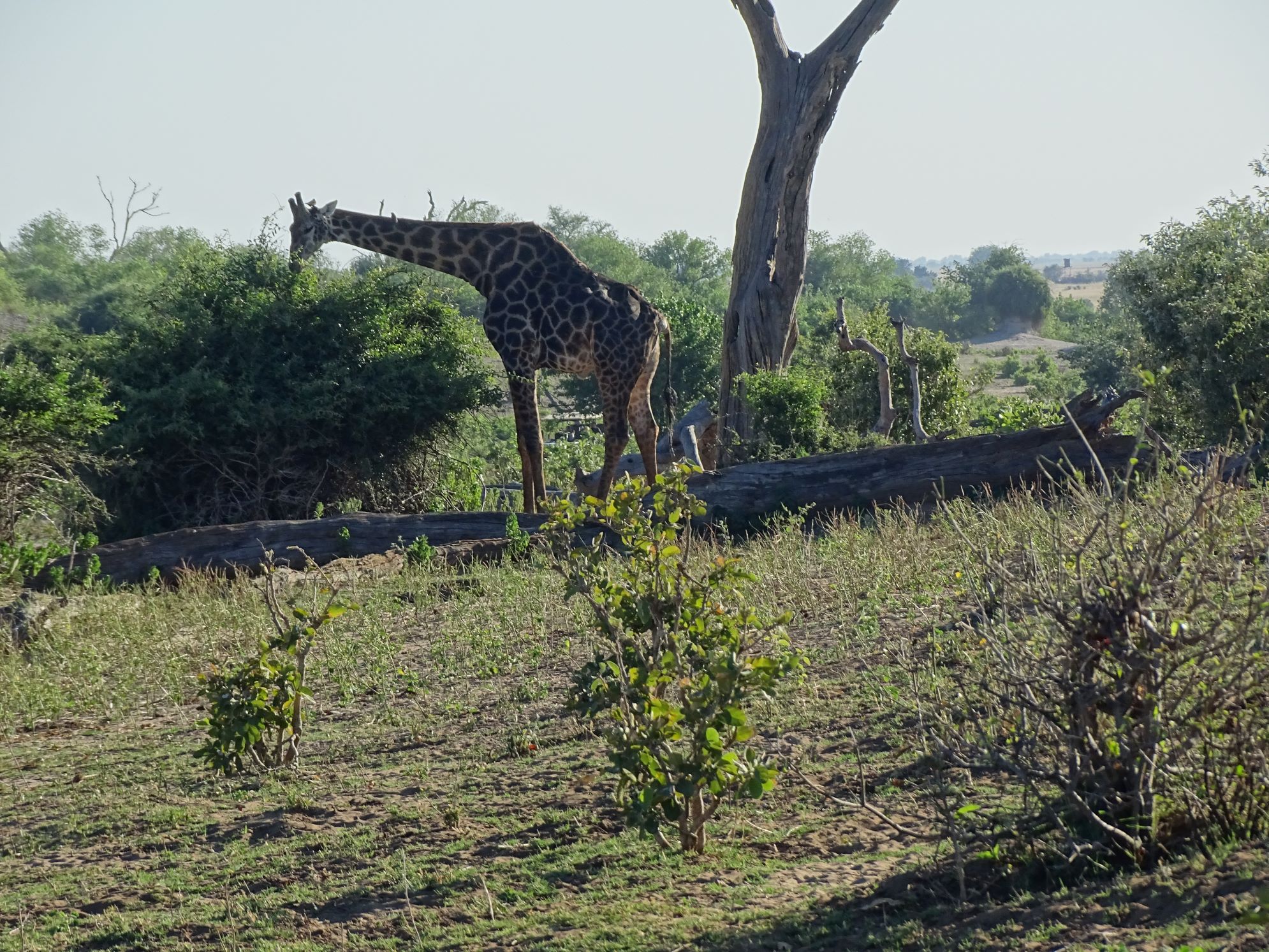 Chobe National Park, Botswana 