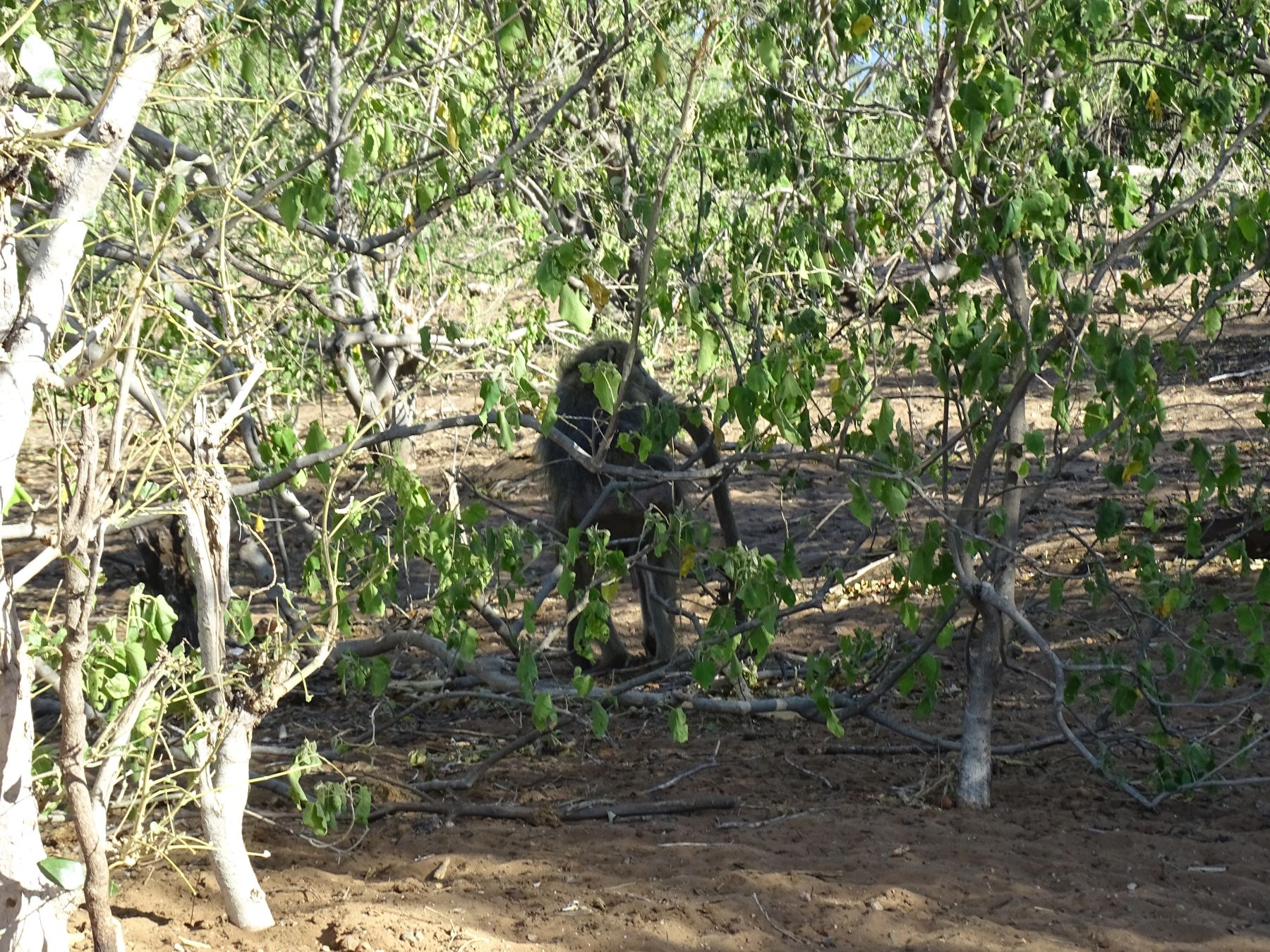 Chobe National Park, Botswana 