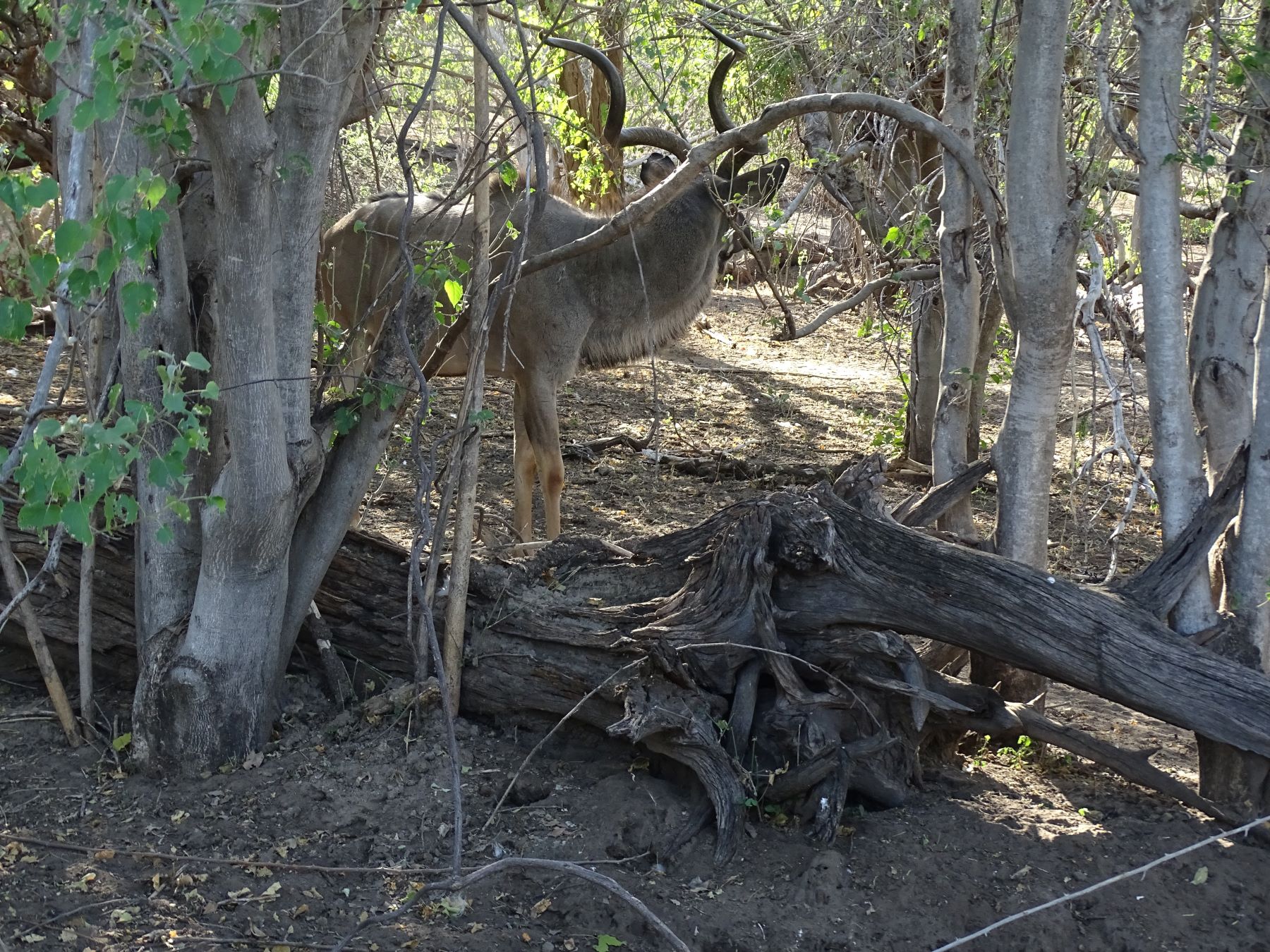 Chobe National Park, Botswana 