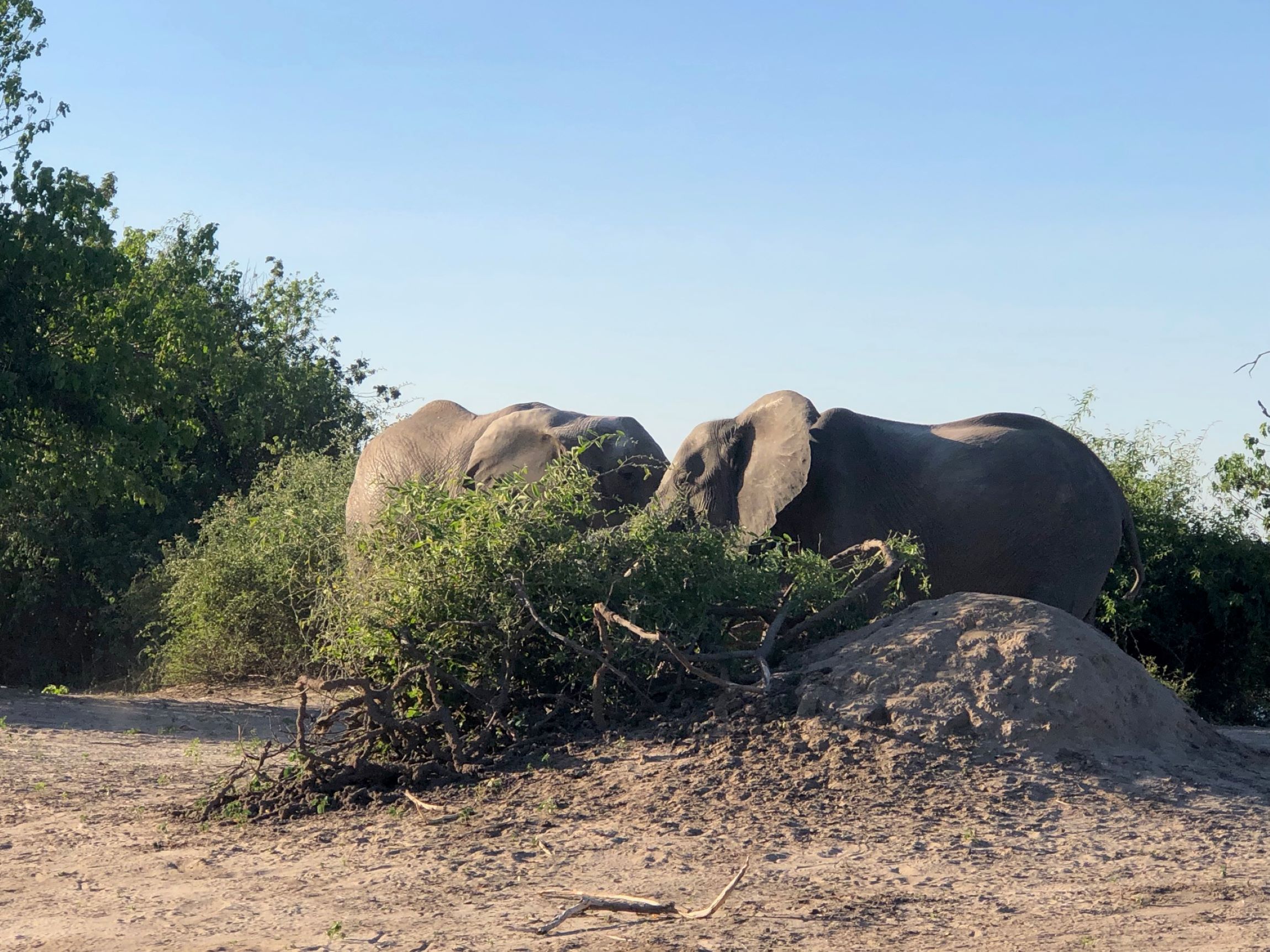 Sister and Brother, Chobe National Park, Botswana