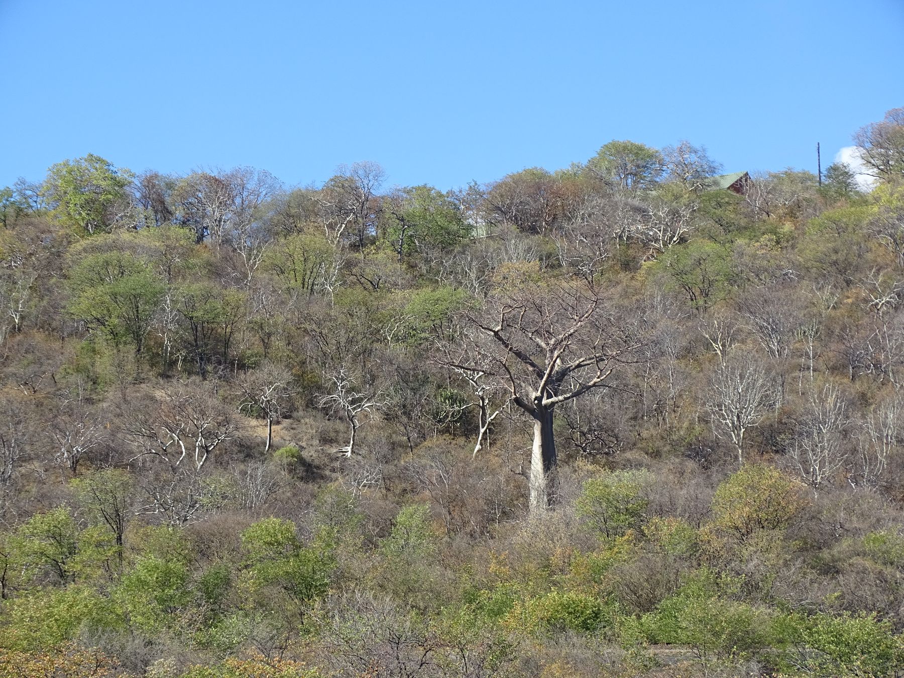 5.  Africa Baobab