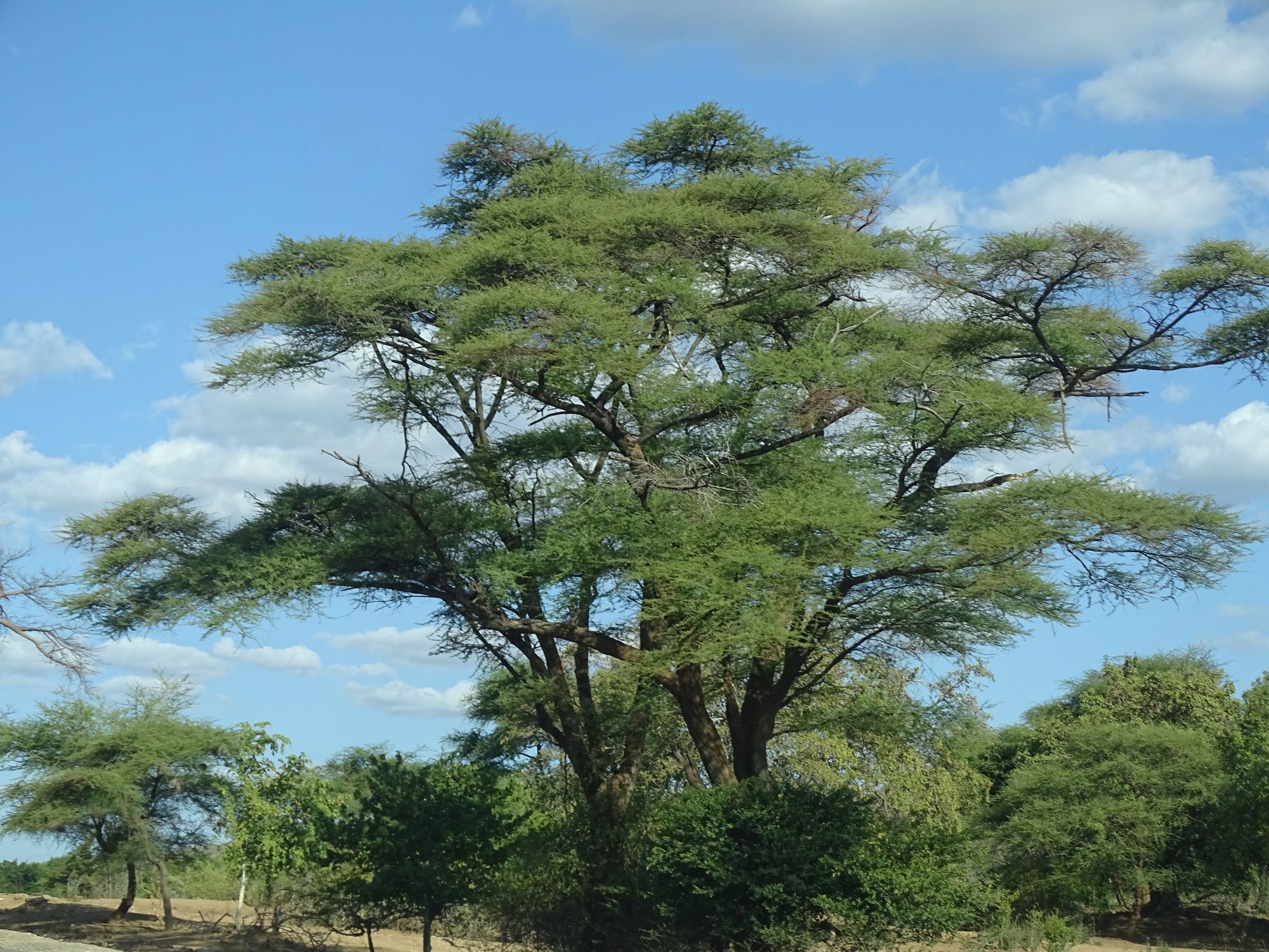 2.  Acacia - The Fever Tree