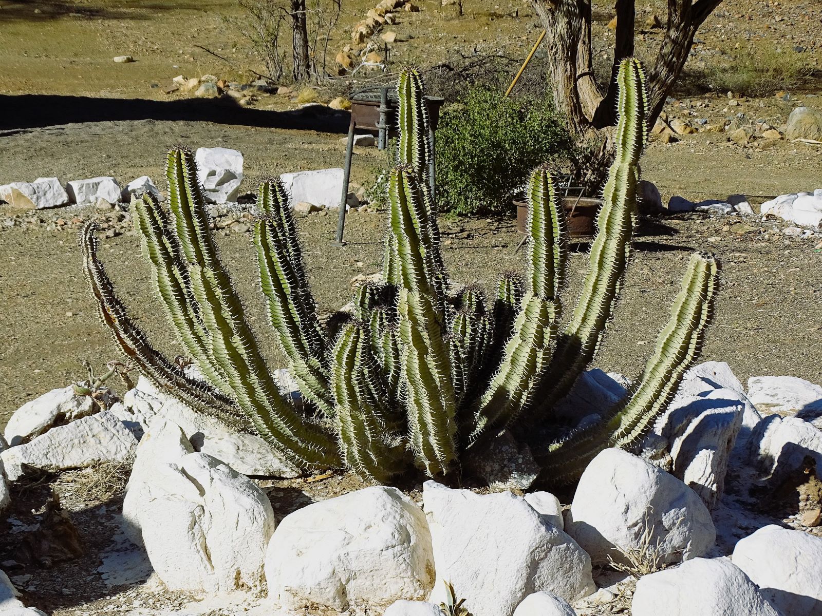 22.  Totem Pole Cactus?