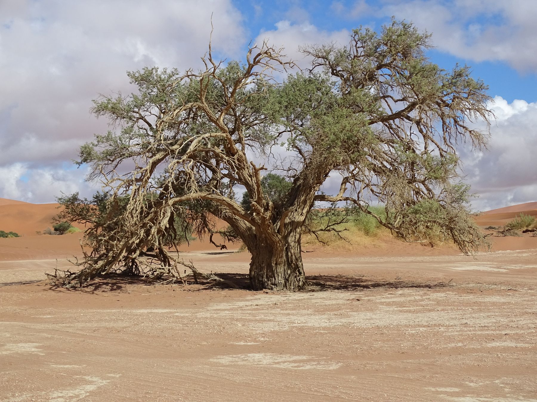 12.  Camel Thorn