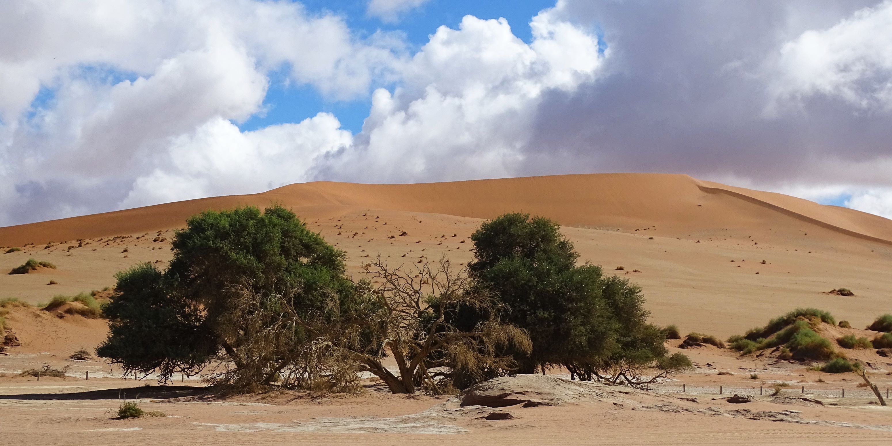 13.  Acacia