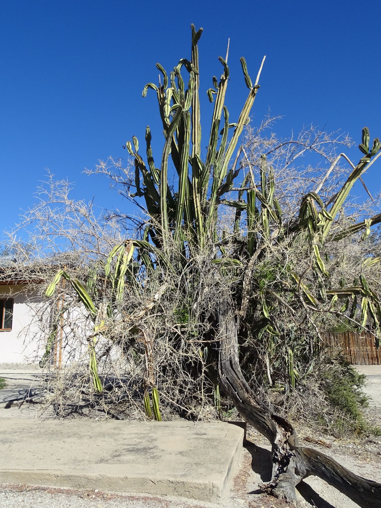 21. Mexican Cactus?