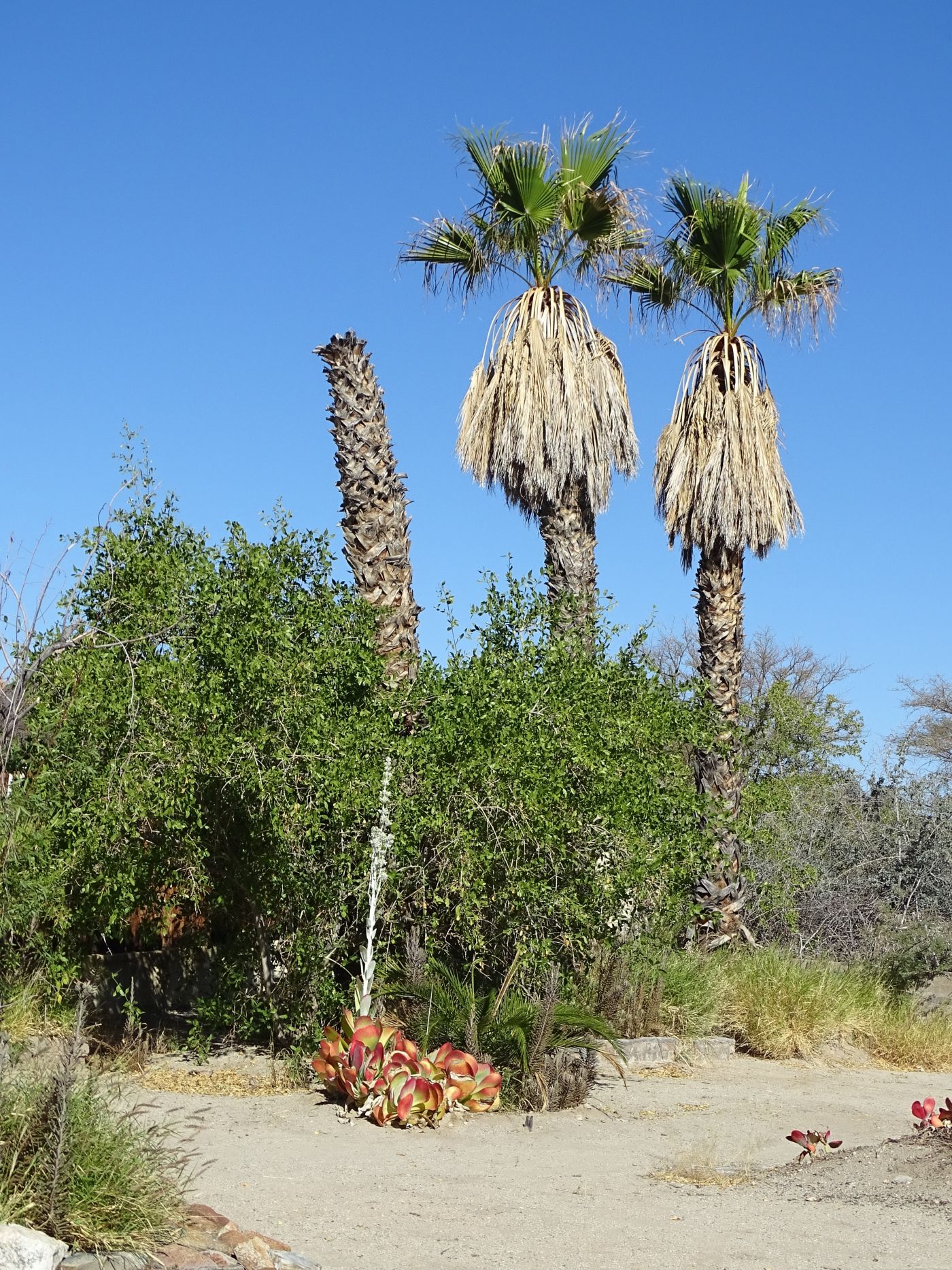 20.  Fan Palm?