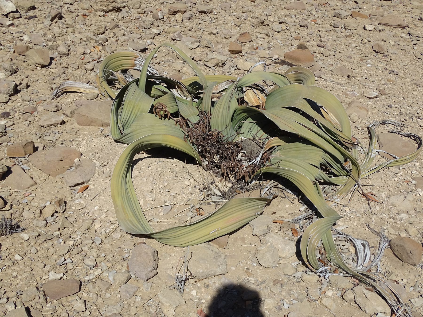 24.  Welwitschia mirabilis