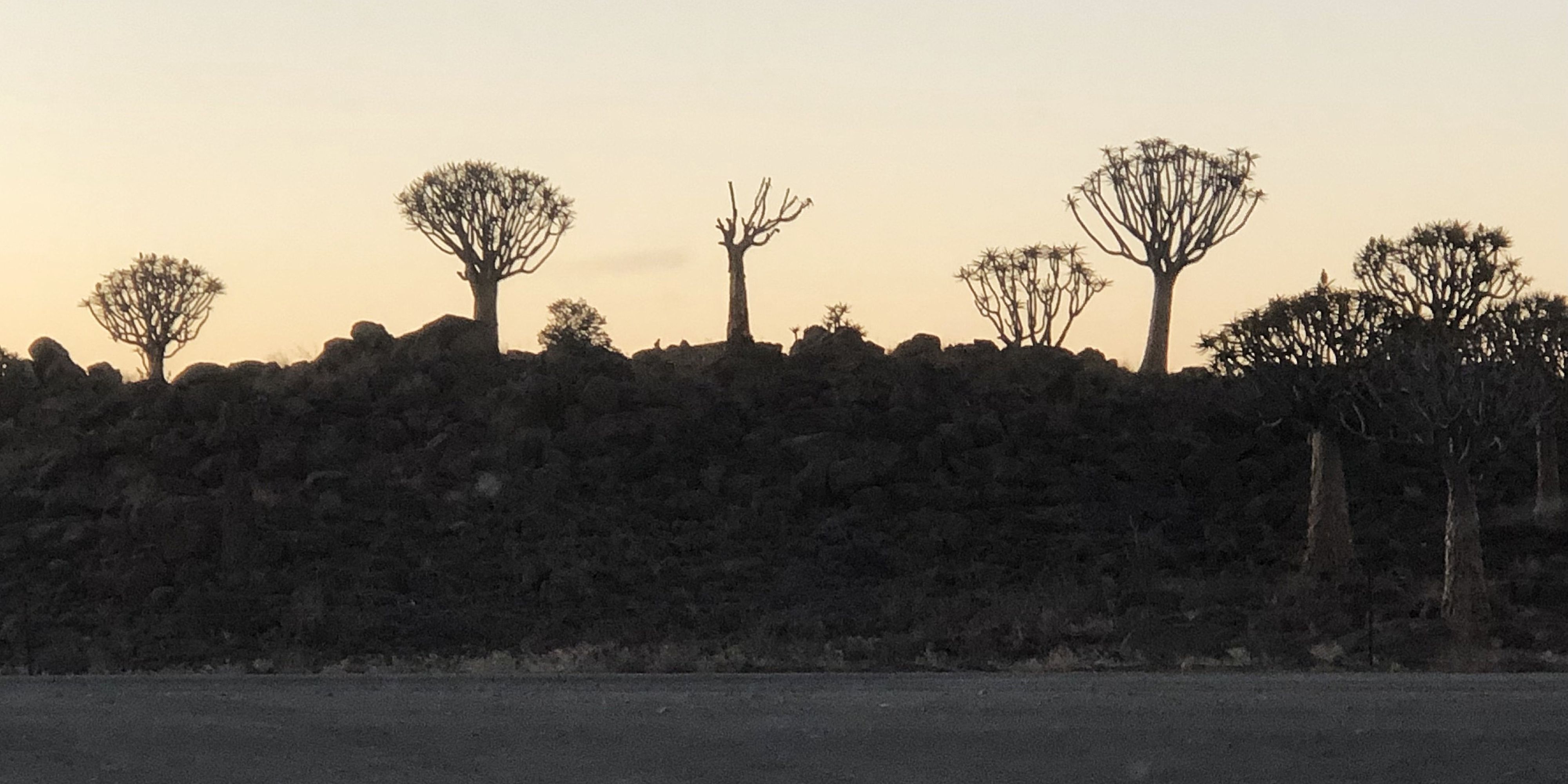 38. Quiver Tree Forest