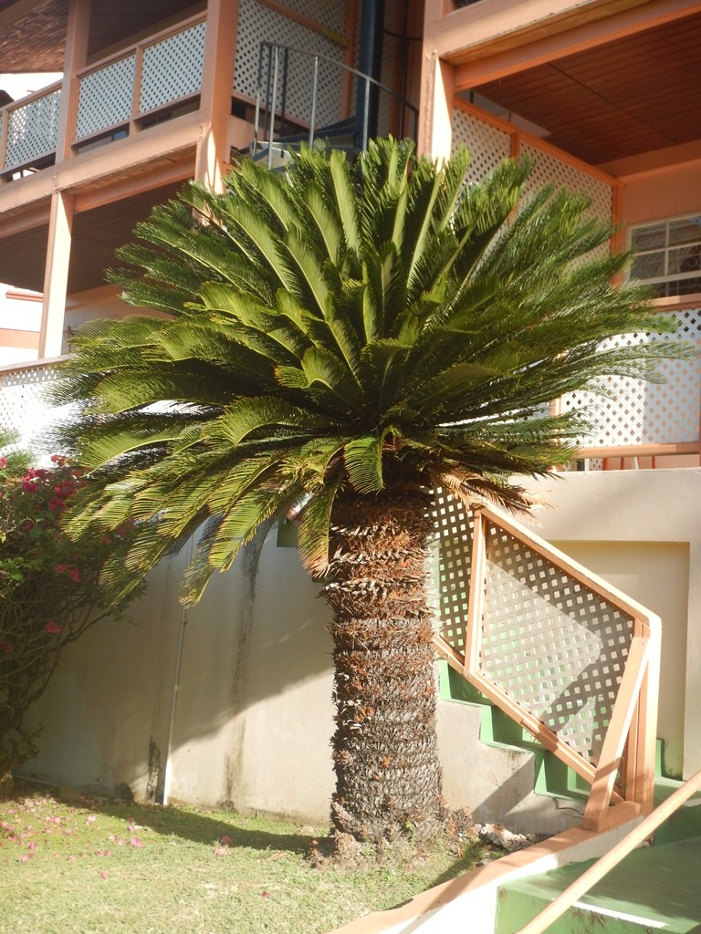 Sago Palm, Bougainvillea Apartments, Grand Anse, Grenada 