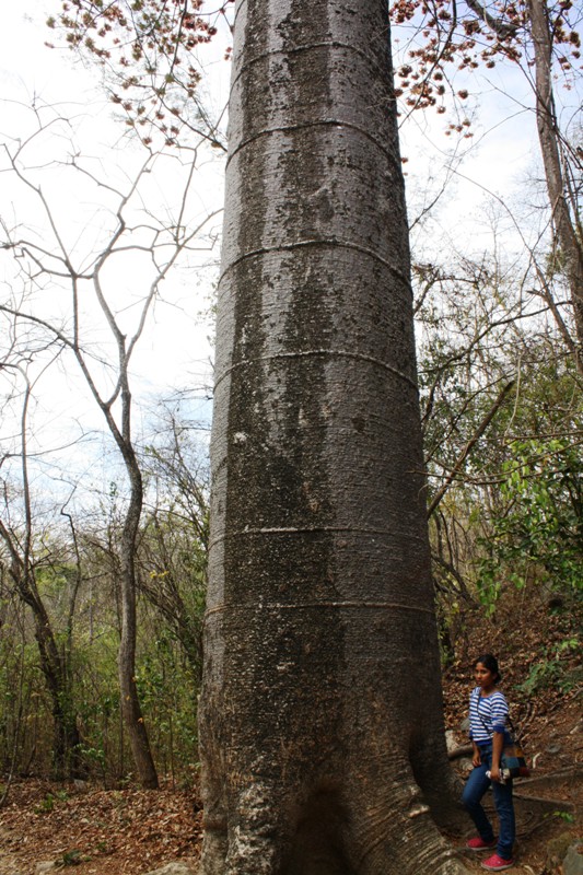 The Petrified Forest Puyango, Machala, Ecuador