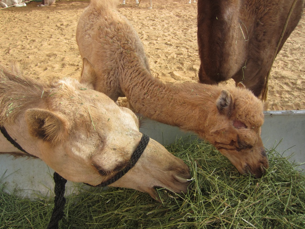 Camel Market, Al Ain, Abu Dhabi, UAE