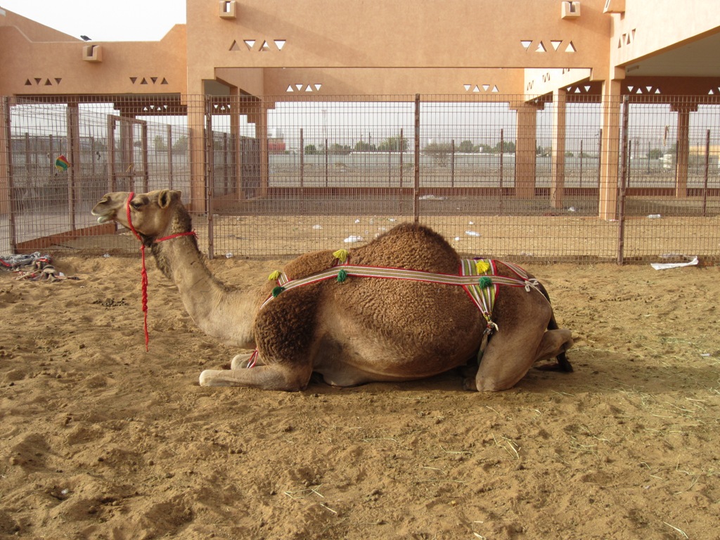 Camel Market, Al Ain, Abu Dhabi, UAE