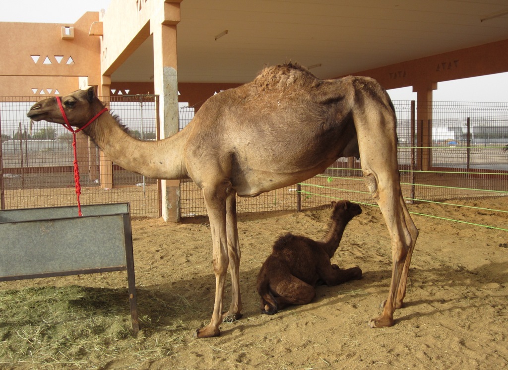 Camel Market, Al Ain, Abu Dhabi, UAE