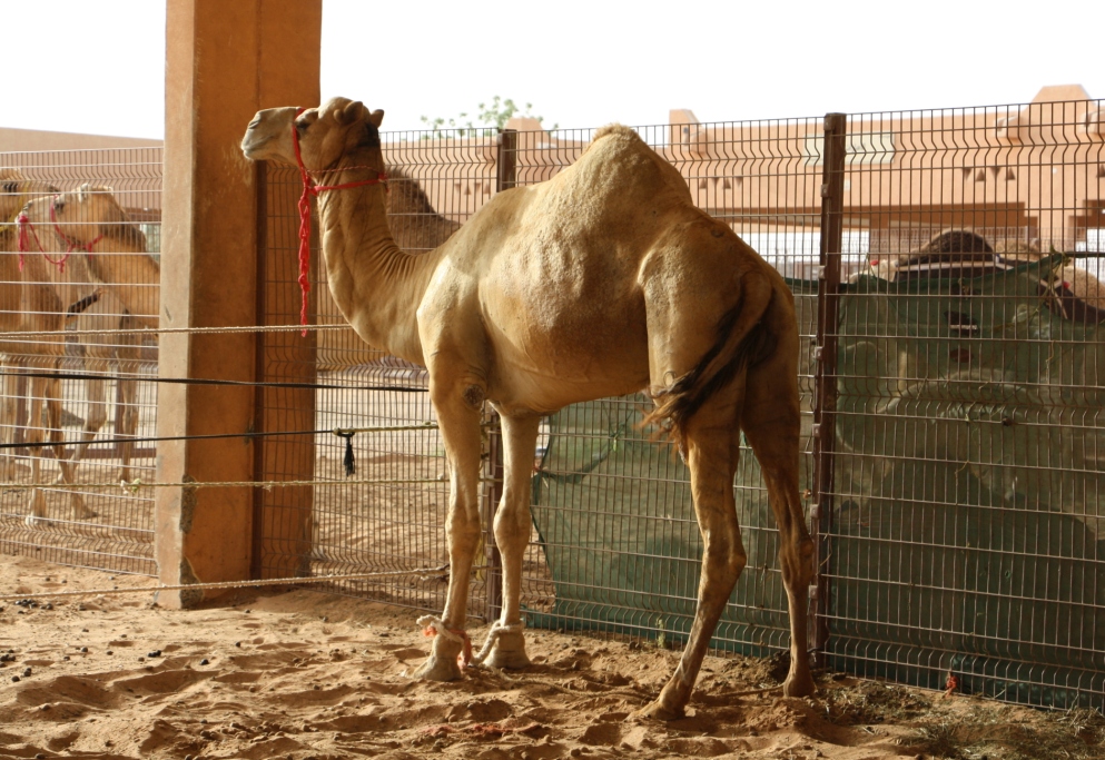 Camel Market, Al Ain, Abu Dhabi, UAE