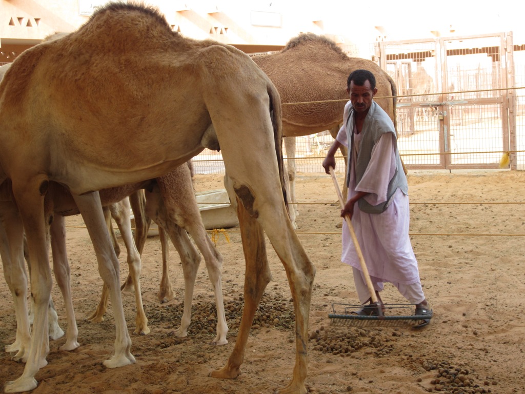 Camel Market, Al Ain, Abu Dhabi, UAE