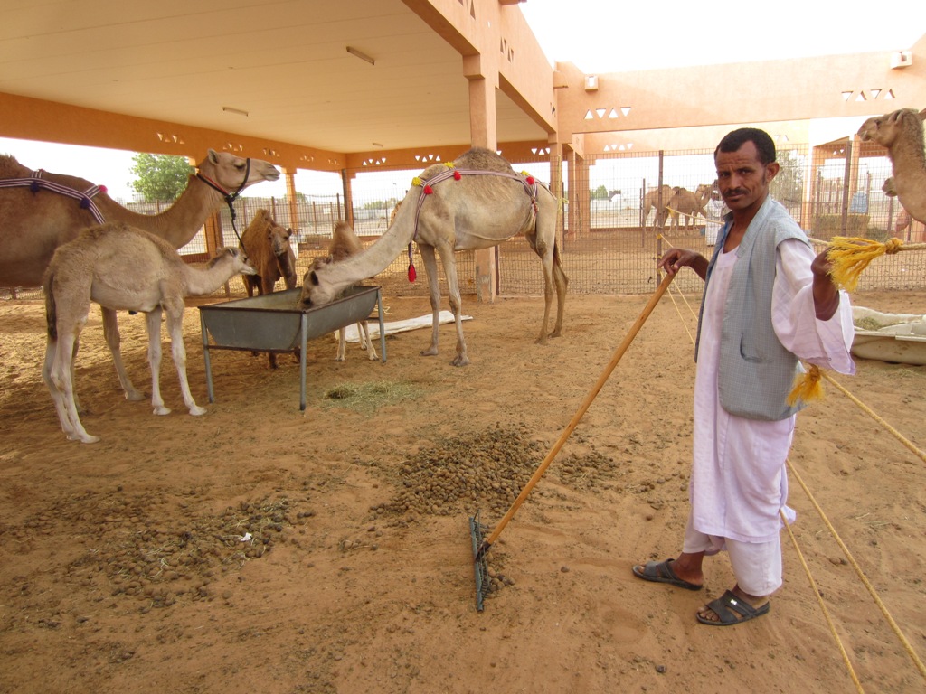 Camel Market, Al Ain, Abu Dhabi, UAE