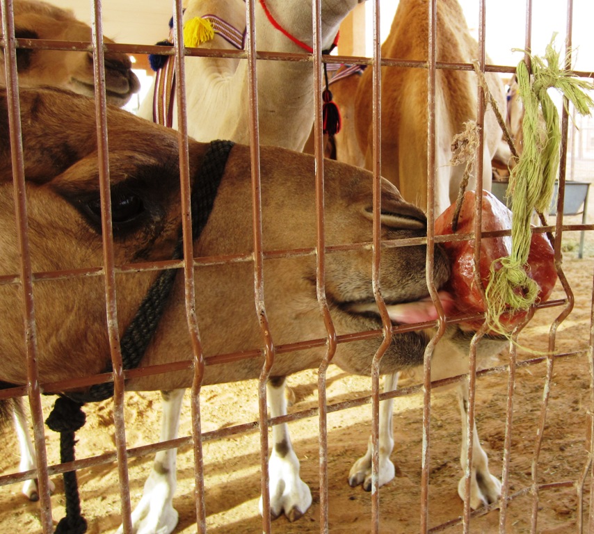 Camel Market, Al Ain, Abu Dhabi, UAE