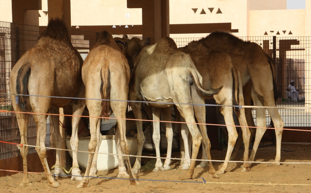 THE END, Camel Market, Al Ain, Abu Dhabi, UAE