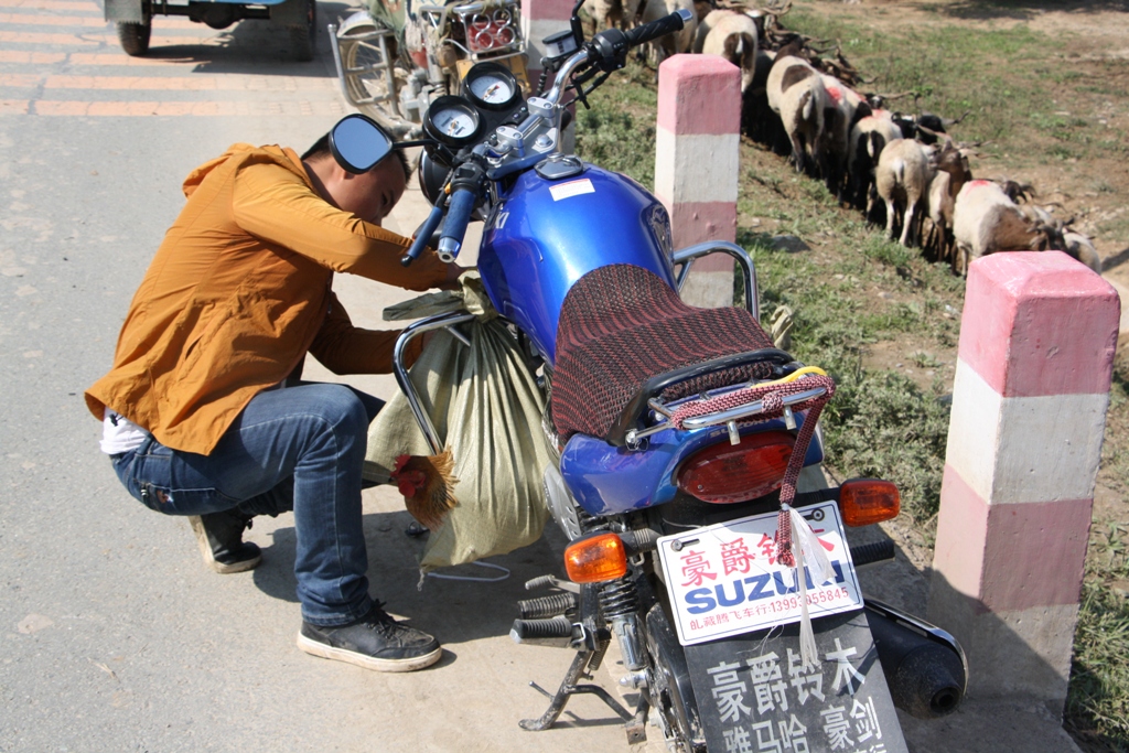 Livestock Market, Gansu Province, China