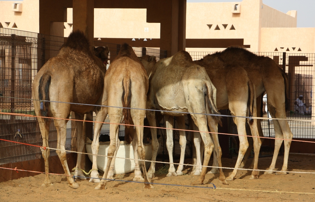 THE END, Camel Market, Al Ain, Abu Dhabi, UAE