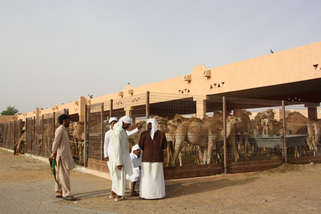 Camel Market, Al Ain, Abu Dhabi, UAE