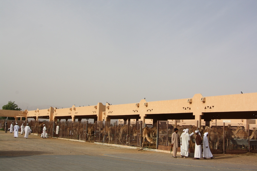 Camel Market, Al Ain, Abu Dhabi, UAE