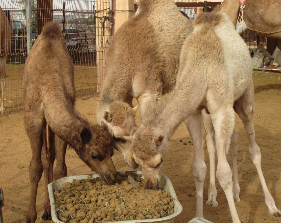 Camel Market, Al Ain, Abu Dhabi, UAE