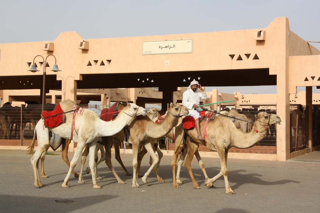 Camel Market, Al Ain, Abu Dhabi, UAE