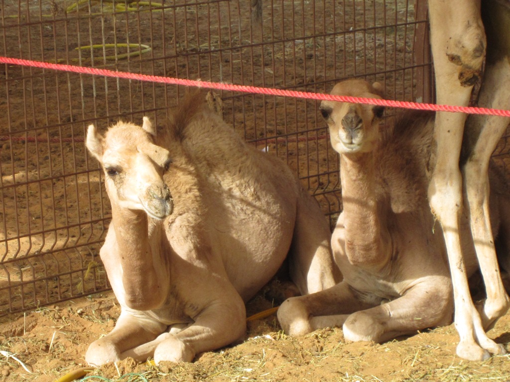 Camel Market, Al Ain, Abu Dhabi, UAE