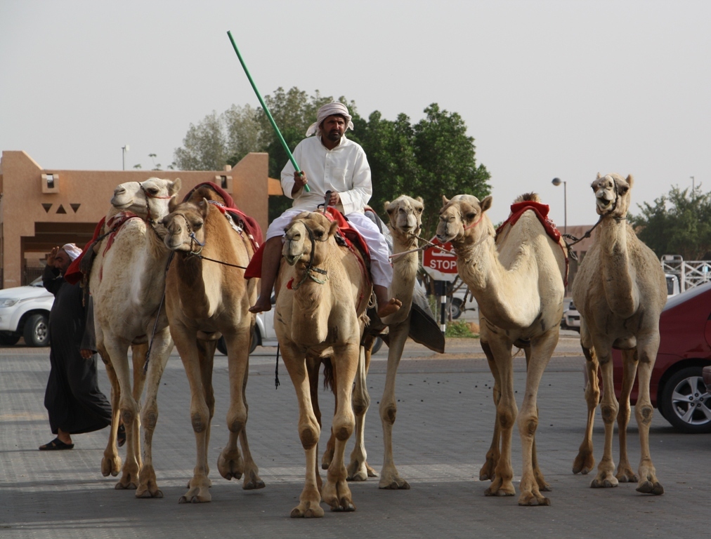 Camel Market, Al Ain, Abu Dhabi, UAE