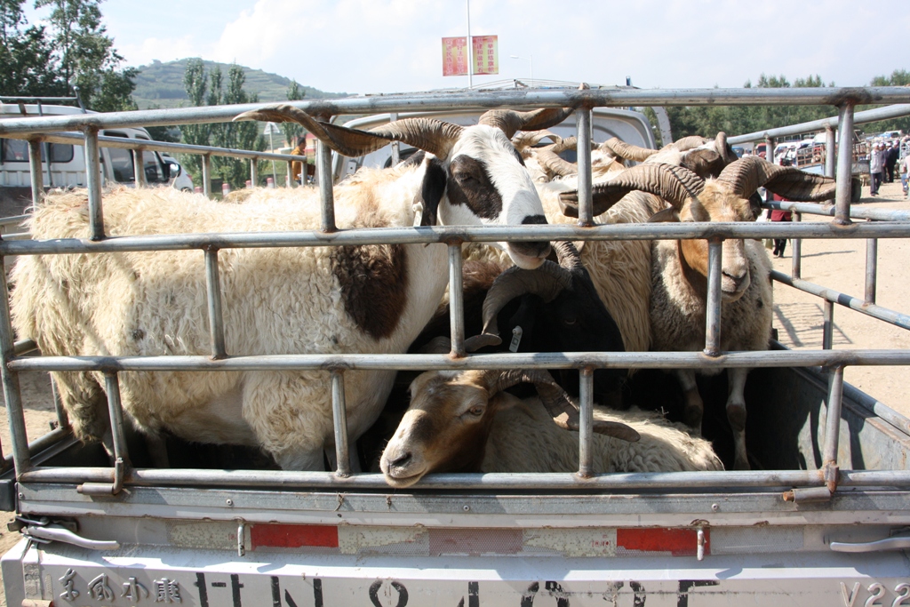 Livestock Market, Gansu Province, China