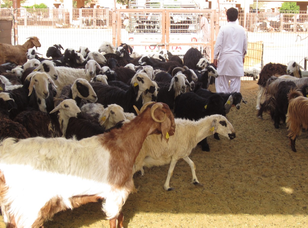 Goat Market, Al Ain, Abu Dhabi, United Arab Emirates