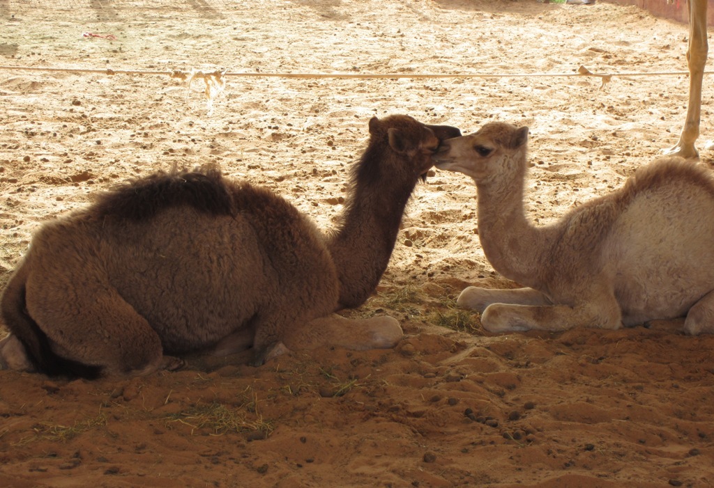 Camel Market, Al Ain, Abu Dhabi, UAE