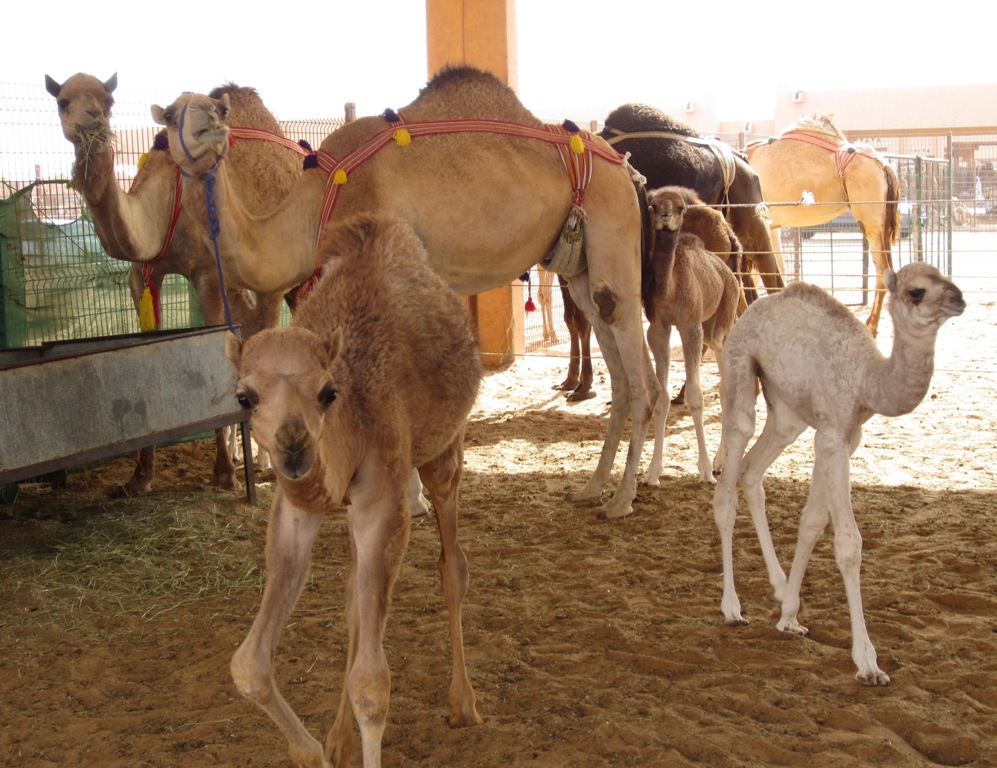 Camel Market, Al Ain, Abu Dhabi, UAE