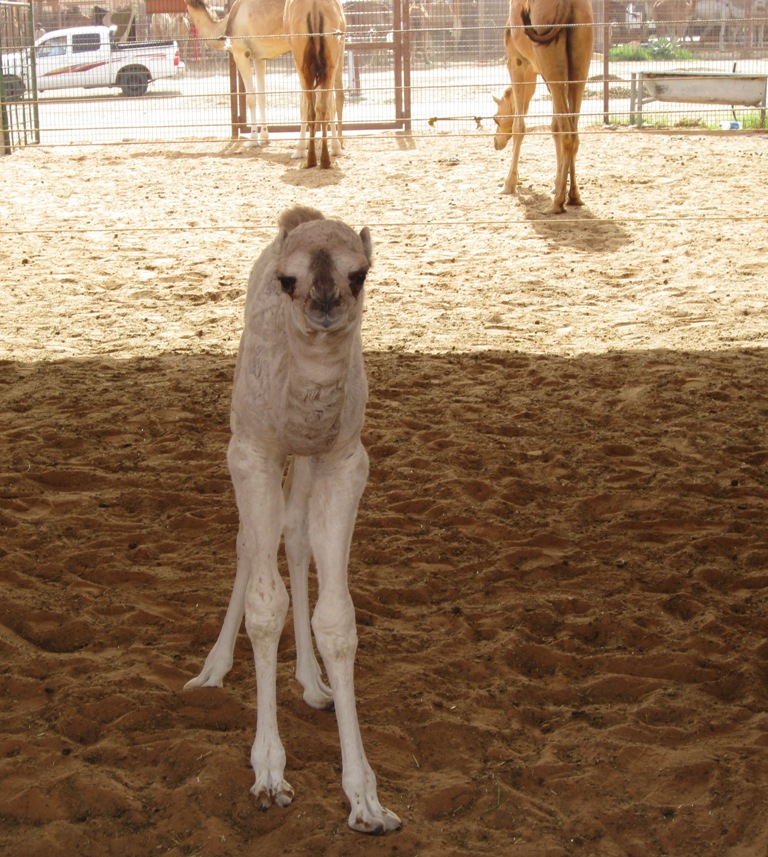 Camel Market, Al Ain, Abu Dhabi, UAE