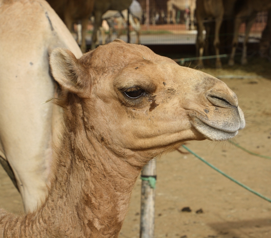 Camel Market, Al Ain, Abu Dhabi, UAE