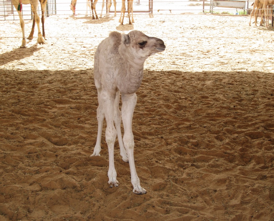 Camel Market, Al Ain, Abu Dhabi, UAE