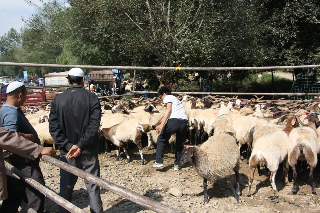 Livestock Market, Gansu Province, China