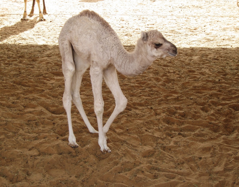 Camel Market, Al Ain, Abu Dhabi, UAE