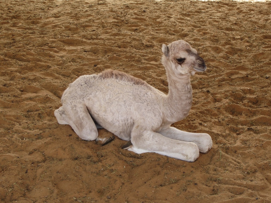 Camel Market, Al Ain, Abu Dhabi, UAE