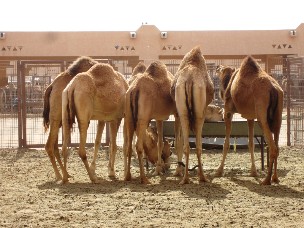 THE END, Camel Market, Al Ain, Abu Dhabi, UAE