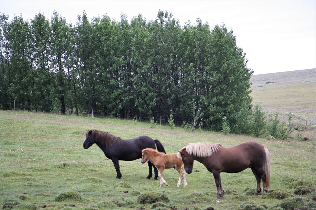 Icelandic Horse