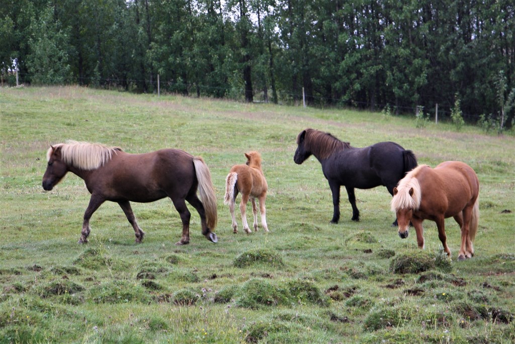 Icelandic Horse