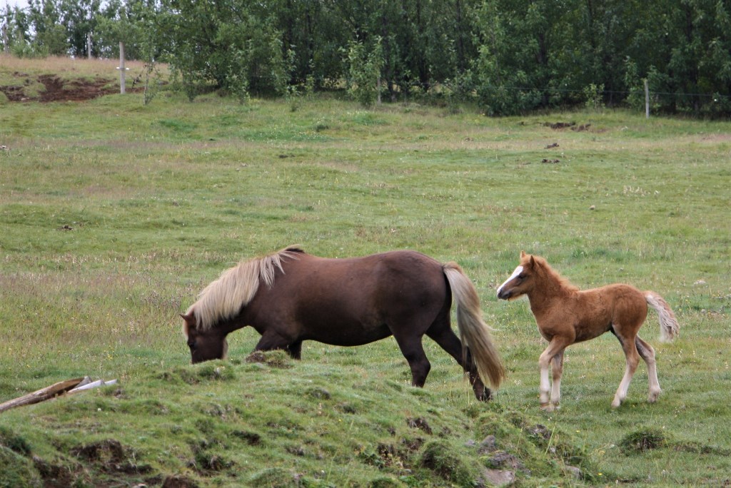 Icelandic Horse